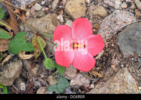 Native Rosella, Abelmosk (Abelmoschus moschatus), Magnetic Island, Queensland, Australia Stock Photo