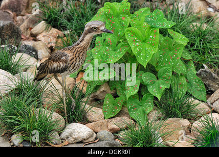 Bush stone-curlew (Burhinus grallarius), endangered species, Magnetic Island, Queensland, Australia Stock Photo