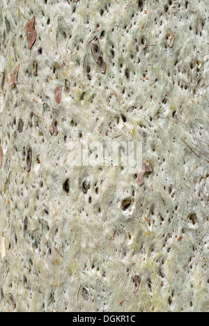 Bark, Eucalyptus (Eucalyptus sp.) Magnetic Island, Queensland, Australia Stock Photo