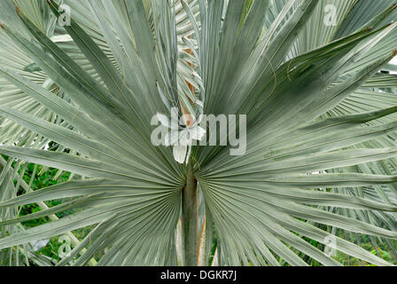 Leaf of a Bismarck palm (Bismarckia nobilis), Innisfail, Queensland, Australia Stock Photo