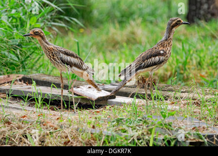 Bush stone-curlew (Burhinus grallarius), endangered species, Atherton Tablelands, Queensland, Australia Stock Photo