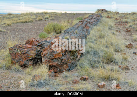 Silicified tree trunks, Crystal Forest, Petrified Forest National Park, Painted Desert, Holbrook, Arizona, United States Stock Photo