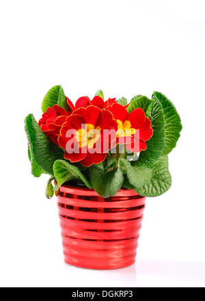 Primrose (Primula), red, in a pot Stock Photo