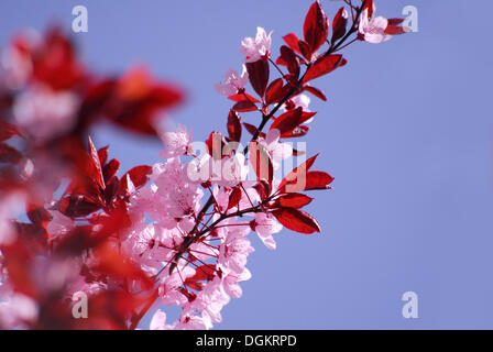 Cherry plum (Prunus cerasifera 'Nigra') blossom Stock Photo
