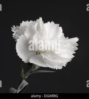 White Carnation (Dianthus) Stock Photo
