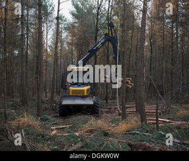 Forestry forwarder harvesting timber, working in a rough forest, Bonn, Rhineland, North Rhine-Westphalia, Germany Stock Photo