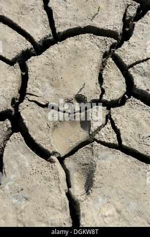 Footprint in dry, cracked mud in the Wadden, Lower Saxon Wadden Sea National Park, Jever, Lower Saxony, Germany Stock Photo