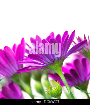 Picture of beautiful purple flowers isolated on white background, violet daisy flower, floral border, studio shot, springtime Stock Photo