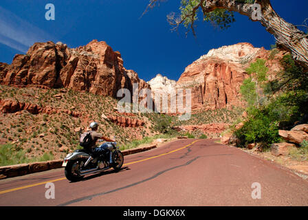 Motorcyclist riding a Harley Davidson on the Zion-Mount Carmel Highway, Zion National Park, Springdale, Utah, United States Stock Photo