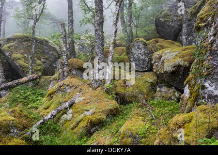 Moss-covered rocks and birches along the hiking trail to Hardangervidda mountain plateau, Kinsarvik, Husedal-Tal, Hordaland Stock Photo