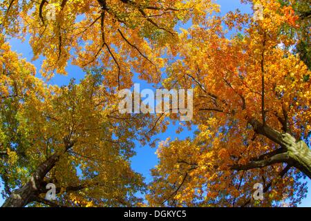 Germany/Saxony/Bluno, autumnal trees (oaks), 13 Oct 2013 Stock Photo