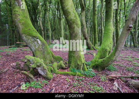 European Beech (Fagus sylvatica), moss-covered forest region of Rold Skov, Kommune Rebild, Himmerland, Region Nordjylland Stock Photo