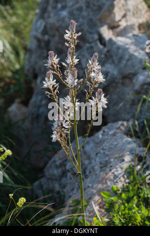 Branched Asphodel (Asphodelus ramosus), Naturreservat Zingaro, San Vito lo Capo, Province of Trapani, Sicily, Italy Stock Photo