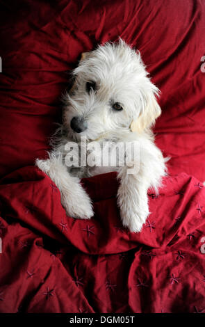 Mixed breed puppy lying on a bed, on a pillow, covered Stock Photo