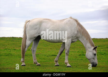 White horse grazing on a pasture, PublicGround Stock Photo