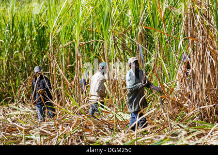 Workers cutting sugar cane, Grande-Terre Island, Guadeloupe, France Stock Photo