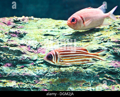 A photo of tropical fish in an aquarium. Stock Photo