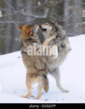 Two wolves fighting about hierarchy, Mackenzie Wolf, Alaskan Tundra Wolf or Canadian Timber Wolf (Canis lupus occidentalis) in Stock Photo