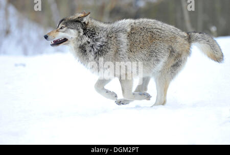Mackenzie Wolf, Alaskan Tundra Wolf or Canadian Timber Wolf (Canis lupus occidentalis) in the snow, pup Stock Photo