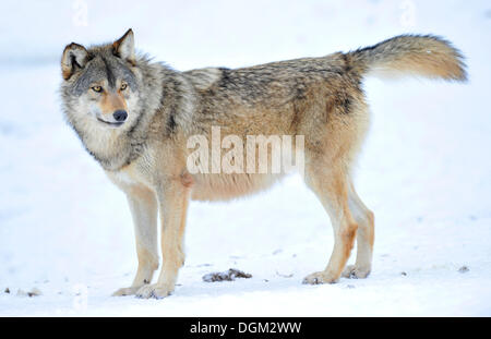 Mackenzie Wolf, Alaskan Tundra Wolf or Canadian Timber Wolf (Canis lupus occidentalis) in the snow Stock Photo