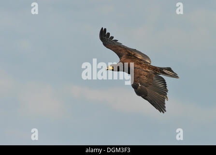 BALD EAGLE haliaeetus leucocephalus, JUVENILE IN FLIGHT OVER LAKE Stock ...