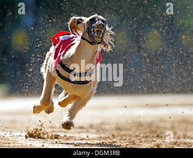 Greyhound racing, Afghan hound, Sachsenheim, Baden-Wuerttemberg Stock Photo