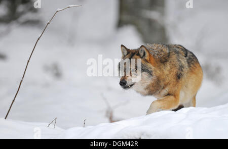 Mackenzie valley wolf, Canadian timber wolf (Canis lupus occidentalis) in the snow, on the prowl Stock Photo