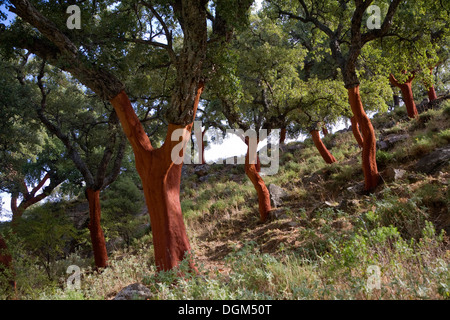 Red tree trunks freshly harvested bark Quercus suber, Cork oak, Sierra de Grazalema natural park, Cadiz province, Spain Stock Photo