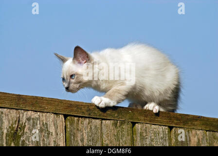 Ragdoll cat climbing on a fence Stock Photo