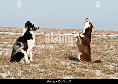 Sitting Border Collie and a Lapinporokoira standing on its hind legs Stock Photo