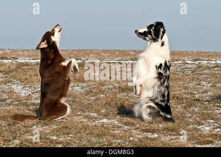 Lapinporokoira and a Border Collie standing on their hind legs Stock Photo