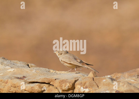 Desert Lark (Ammomanes deserti) preening Stock Photo