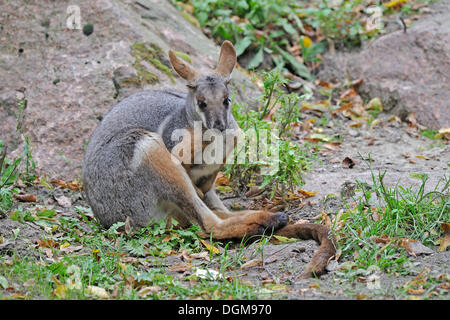 Yellow-footed Rock-wallaby (Petrogale xanthopus), Australia Stock Photo