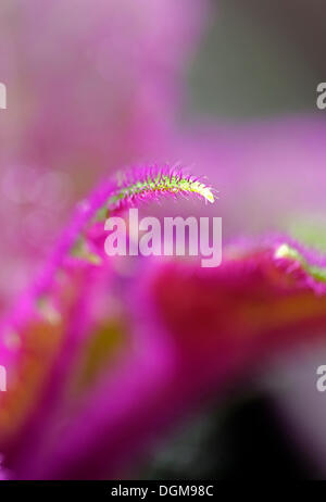 Purple Velvet Plant (Gynura aurantiaca), detail Stock Photo