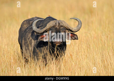 African buffalo, affalo, nyati, Mbogo or Cape buffalo (Syncerus caffer) in tall grass, Masai Mara, Kenya, Africa Stock Photo