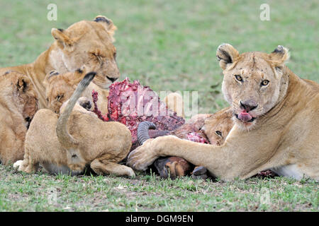 Family of lions (Panthera leo), eating a common tsessebe (Damaliscus lunatus), Maasai Mara National Reserve, Kenya, East Africa Stock Photo