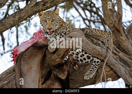 Leopard (Panthera pardus) feeding on blue wildebeest (Connochaetes taurinus) on a tree, Maasai Mara National Reserve, Kenya Stock Photo