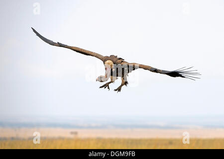 Ruppell's Vulture (Gyps rueppellii) flying over the Masai Mara, Kenya, East Africa Stock Photo