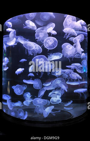 Moon Jellyfish (Aurelia aurita), San Francisco, California, USA