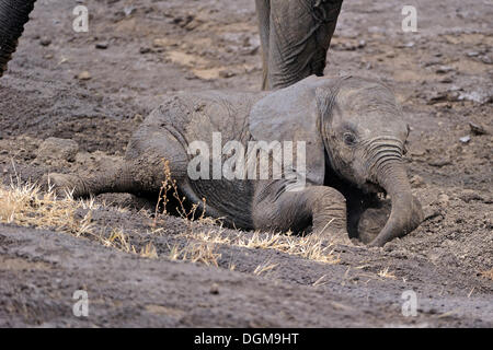 African Bush Elephant or African Savanna Elephant (Loxodonta africana), calf, young, Masai Mara, Kenya, East Africa, Africa Stock Photo