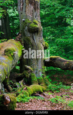 Approx. 400 year old Beech (Fagus) tree, ancient forest of Sababurg, Hesse Stock Photo