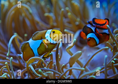Ocellaris Clownfish, Clownfish or False Percula Clownfish (Amphiprion ocellaris), 'Nemo', living in symbiosis with anemone Stock Photo