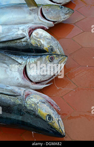 Freshly caught Yellowfin Tuna (Thunnus albacares) in the fishing port of Puerto Ayora, Santa Cruz Island, Indefatigable Island Stock Photo