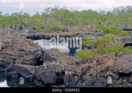Los Tuneles region with lava formations and bridges, southwestern tip of Isabela Island, Galapagos Islands, UNESCO World Natural Stock Photo