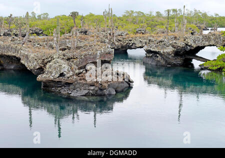 Los Tuneles region with lava formations and bridges, southwestern tip of Isabela Island, Galapagos Islands, UNESCO World Natural Stock Photo