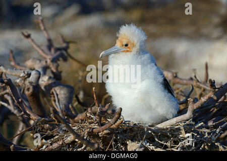 Young Magnificent Frigatebird (Fregata magnificens), Genovesa Island, Galapagos Islands, UNESCO World Natural Heritage Site Stock Photo