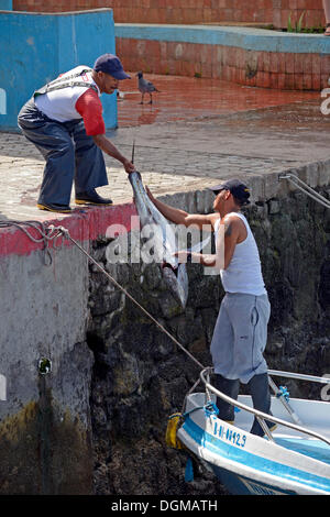 Fishermen landing tuna fish in Ambon, South Moluccas, Indonesia Stock Photo  - Alamy