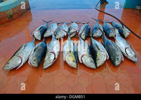 Freshly caught Yellowfin Tuna (Thunnus albacares) in the fishing port of Puerto Ayora, Santa Cruz Island, Indefatigable Island Stock Photo