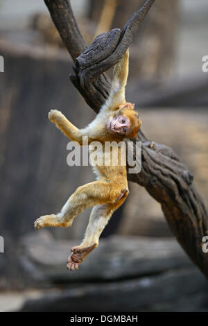 Young Barbary Macaque (Macaca sylvanus) playing, North Africa Stock Photo