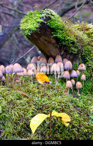 Stump fairy helmet (Mycena stipata) growing on moss-covered dead wood, Brandenburg Stock Photo